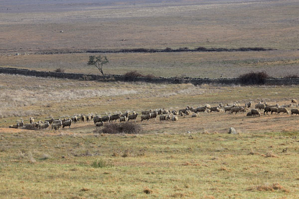 Schapen op de vlakte achter Belén